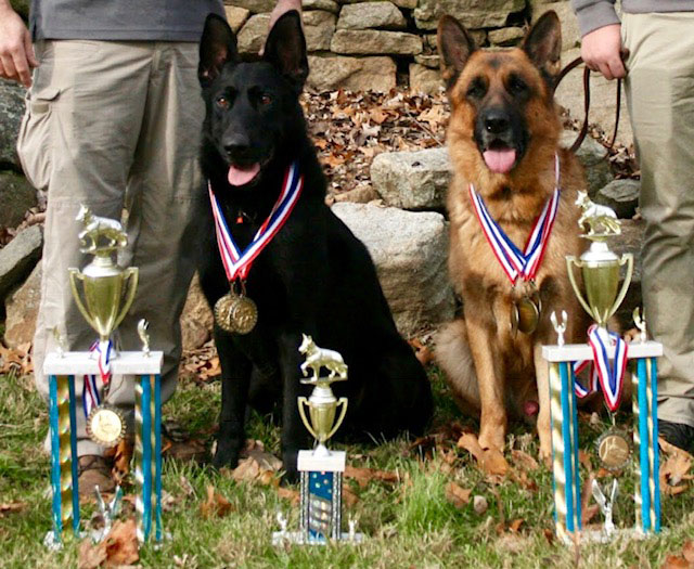 German SHepherds from Metro K9 Academy, Randolph, NJ.