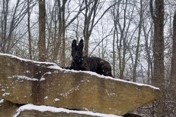 German Shepherd at Metro K9’s dog training facility in Randolph, NJ