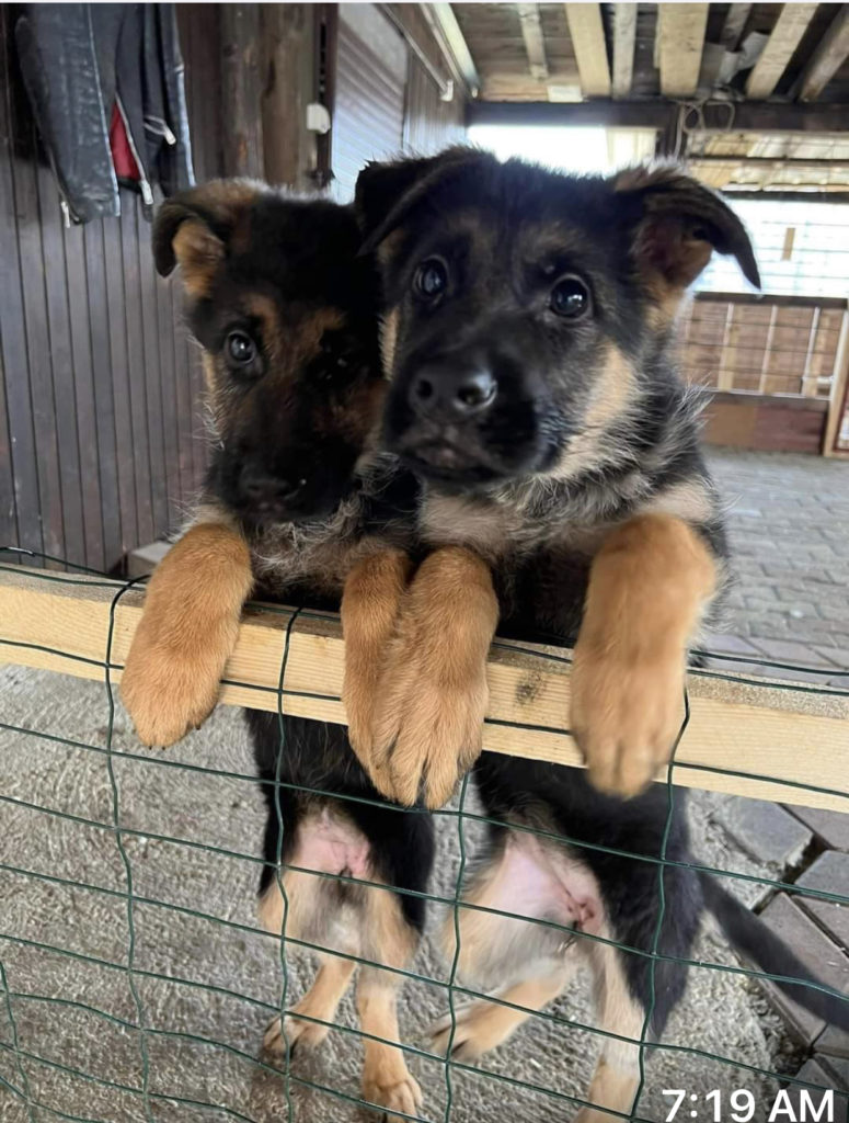 Metro K9 Academy Trained dog, Randolph NJ. Nationwide Placement