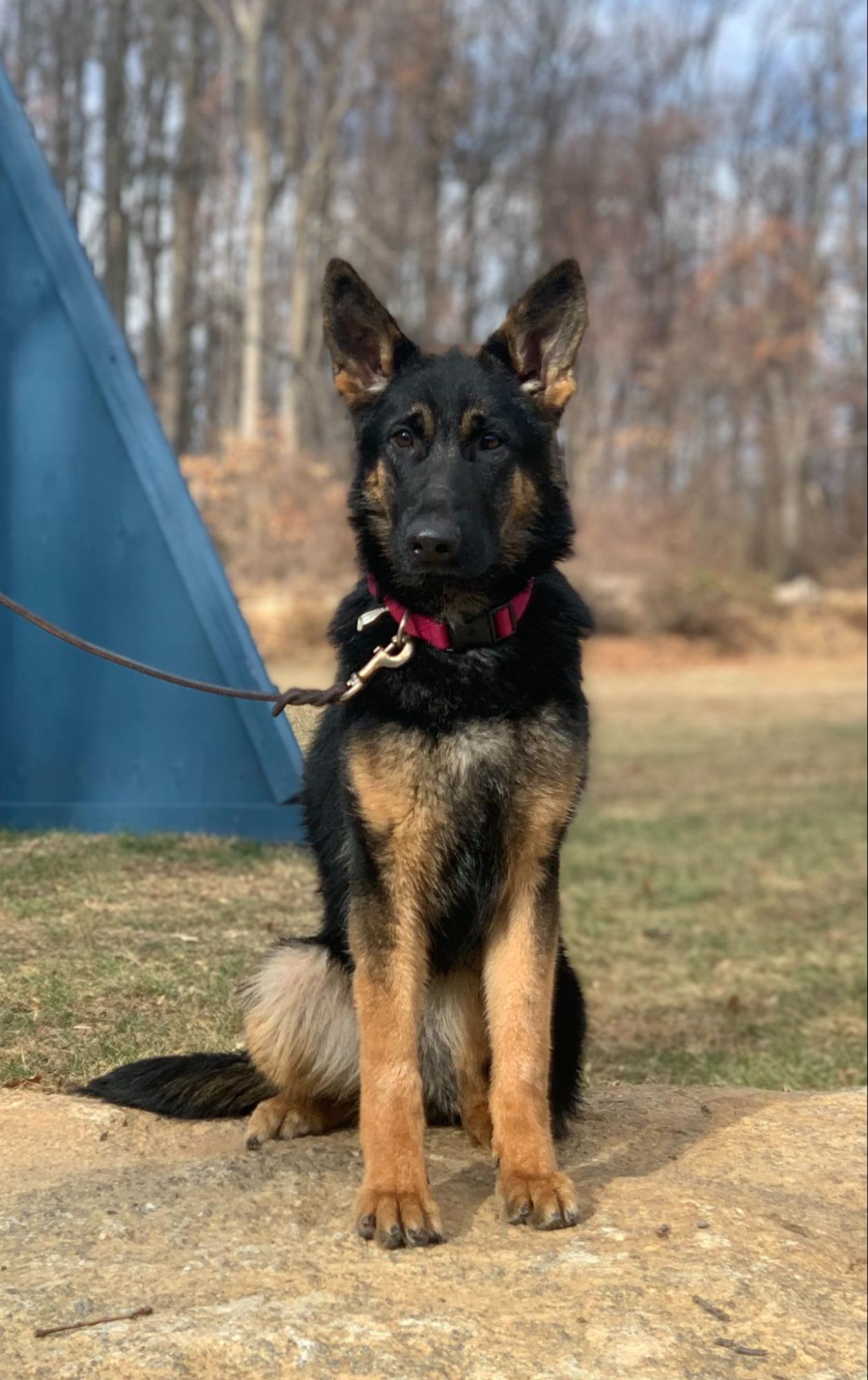 Dogs Black And Tan Female German Shepherd Half White Black Tan And White  German Shepherd Growing, image size:1258x1999