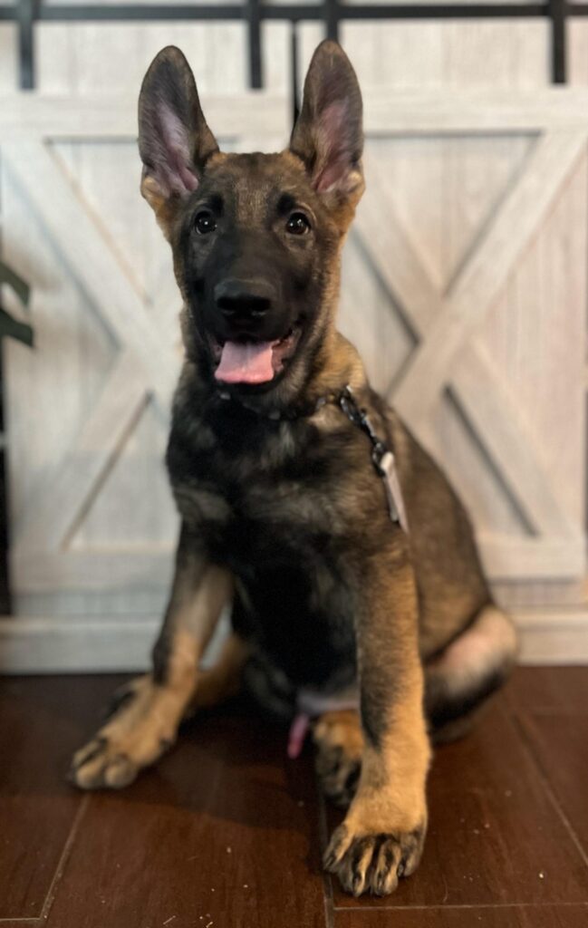 Metro K9 Academy Trained protection dog. Nationwide Placement