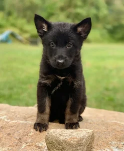 GSD Puppy at Metro K9 Academy, Randolph. NJ Frequently Asked Questions (FAQ)
