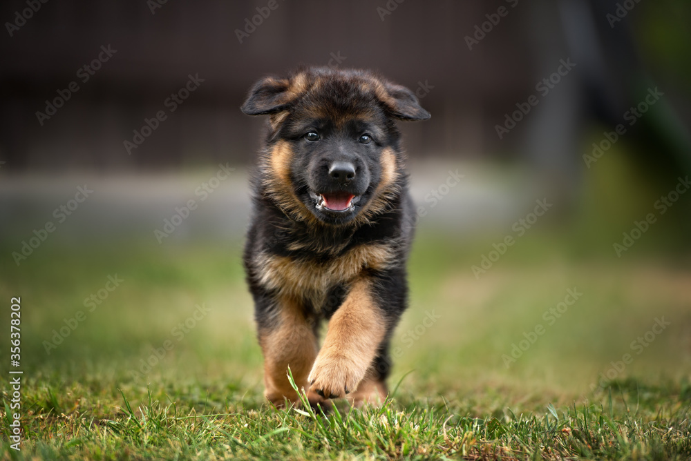 German Shepherd Puppies at Metro K9, Randolph, NJ. Nationwide Placement.