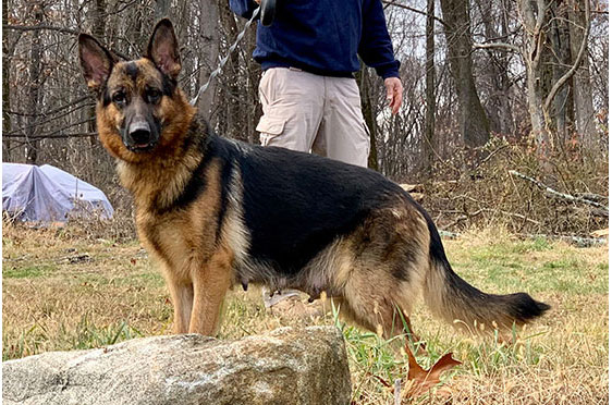 Aurora — black and tan European working-line German Shepherd dam at Metro K9 Academy (IPO1, KKL)