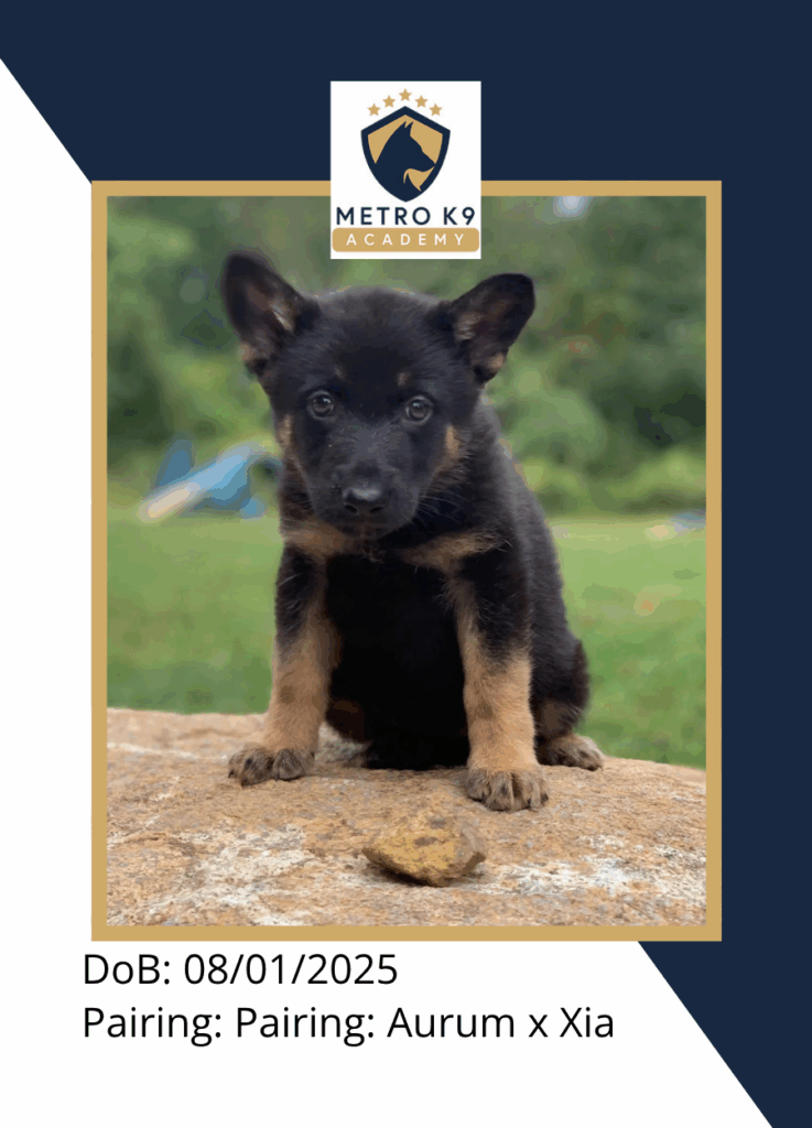 Black-red female German Shepherd puppy from Aurum × Aurora sitting at Metro K9