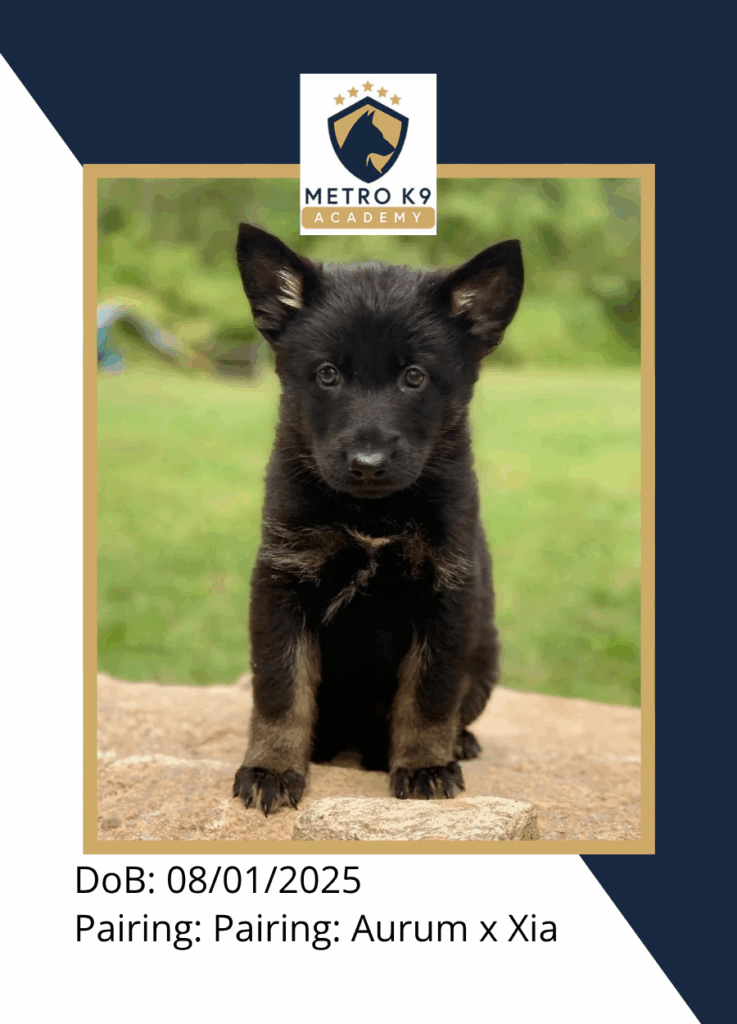 Metro K9 black-red GSD female pup from Aurum and Aurora, seated pose