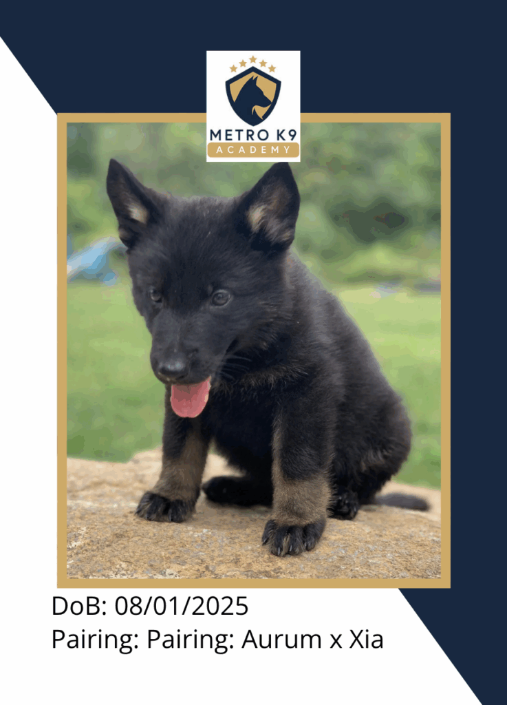 Black-red AKC German Shepherd male puppy, sitting calmly at Metro K9