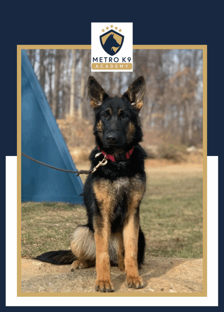 Black and tan female German Shepherd for sale, trained juvenile, New Jersey