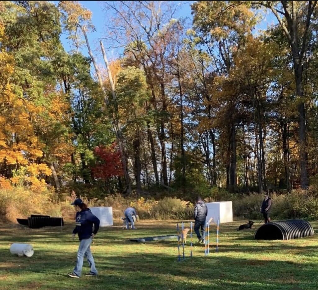 Training field obstacle setup at Metro K9 — agility and confidence work