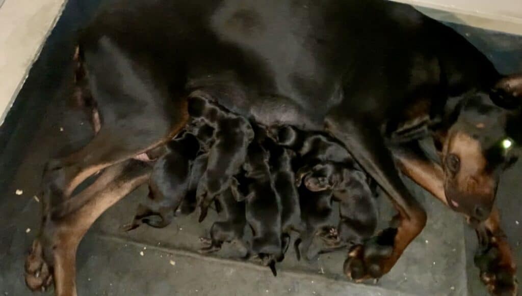 Doberman Pinscher Puppies at Metro K9, NJ