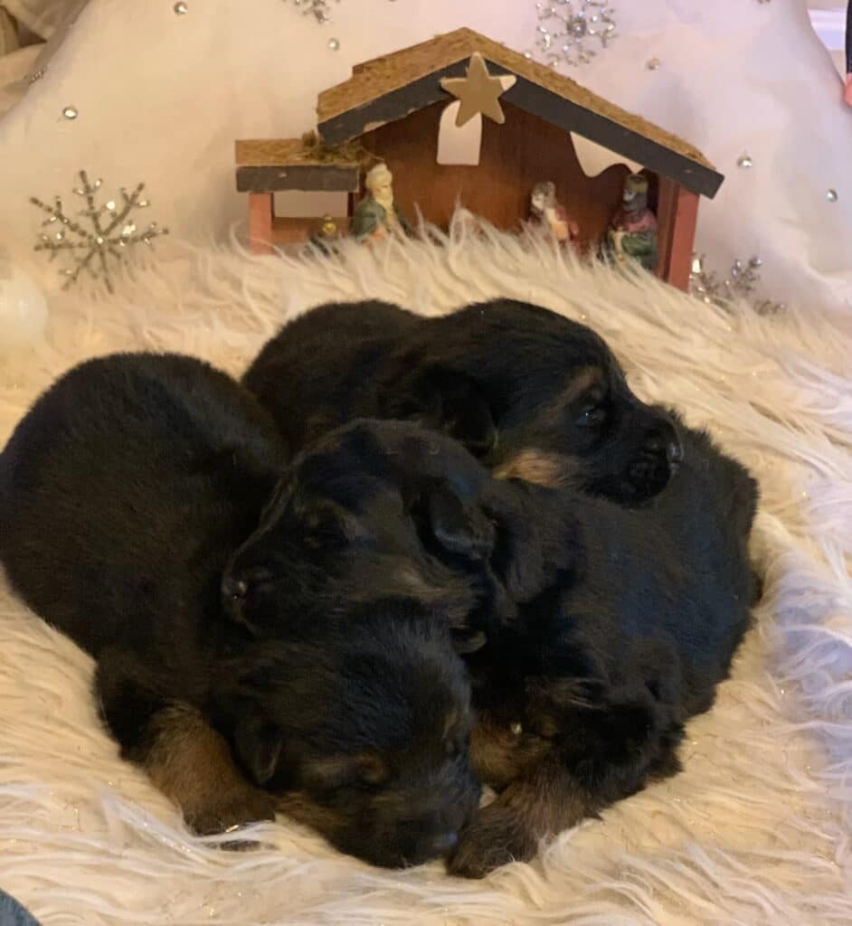 German Shepherd Puppies for sale in NJ from Metro K9's breeding program.