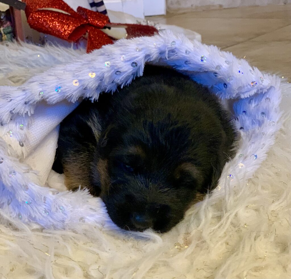 Female German Shepherd puppy for Sale In NJ