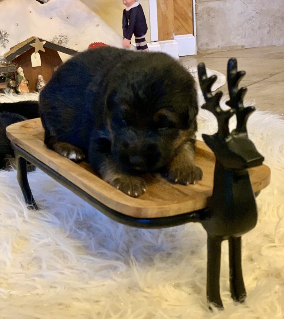 Male German Shepherd puppy for Sale In NJ