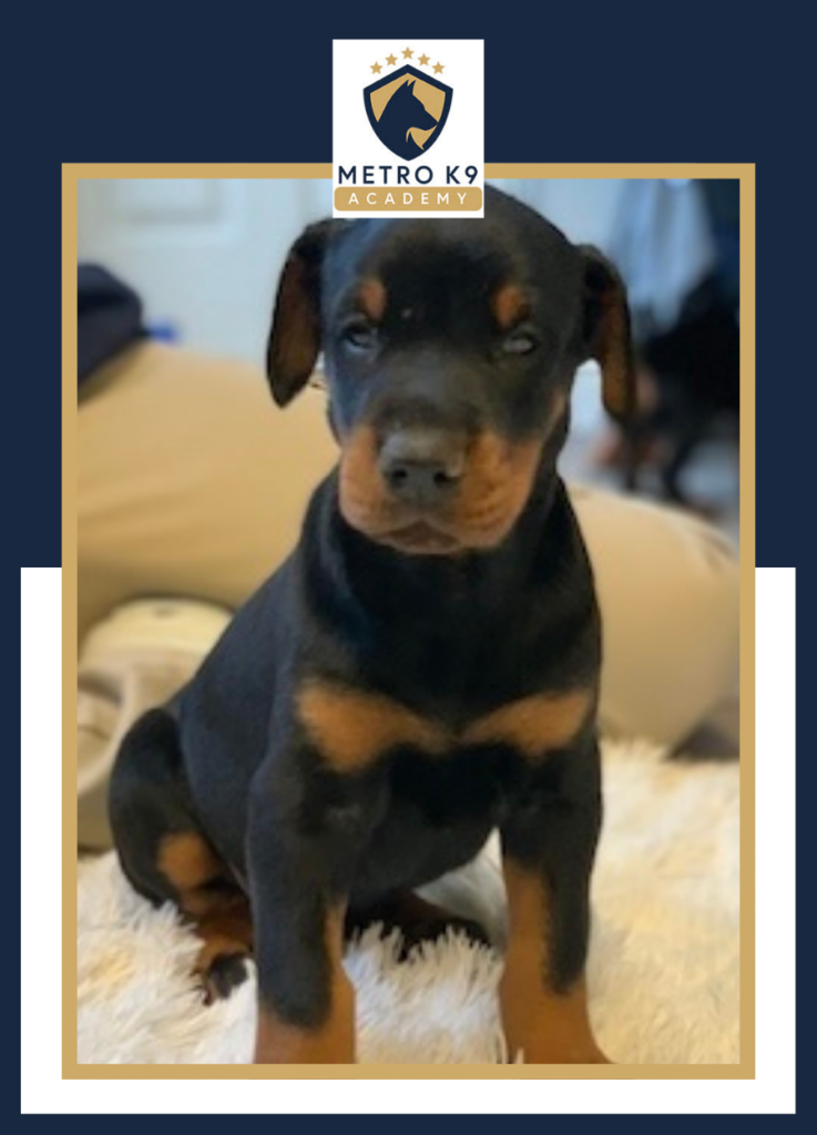 Metro K9 Doberman puppies for sale in NJ