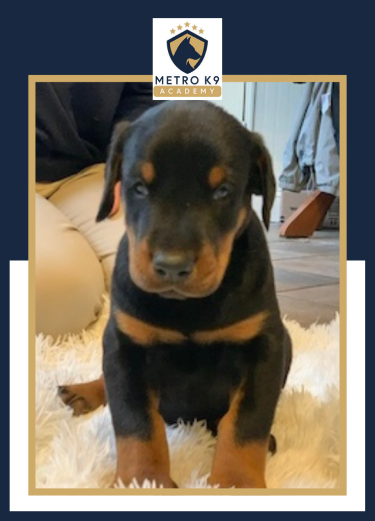 Doberman Puppies for sale in NJ by Metro K9 Academy Randolph NJ